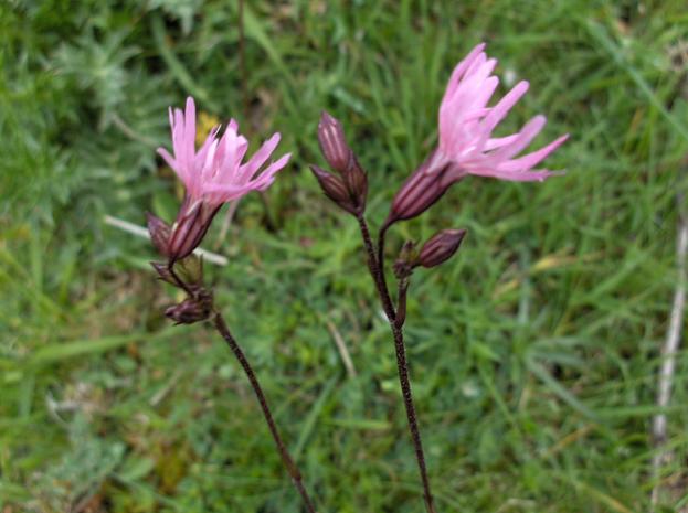 Silene flos-cuculi / Crotonella Fior di cuculo